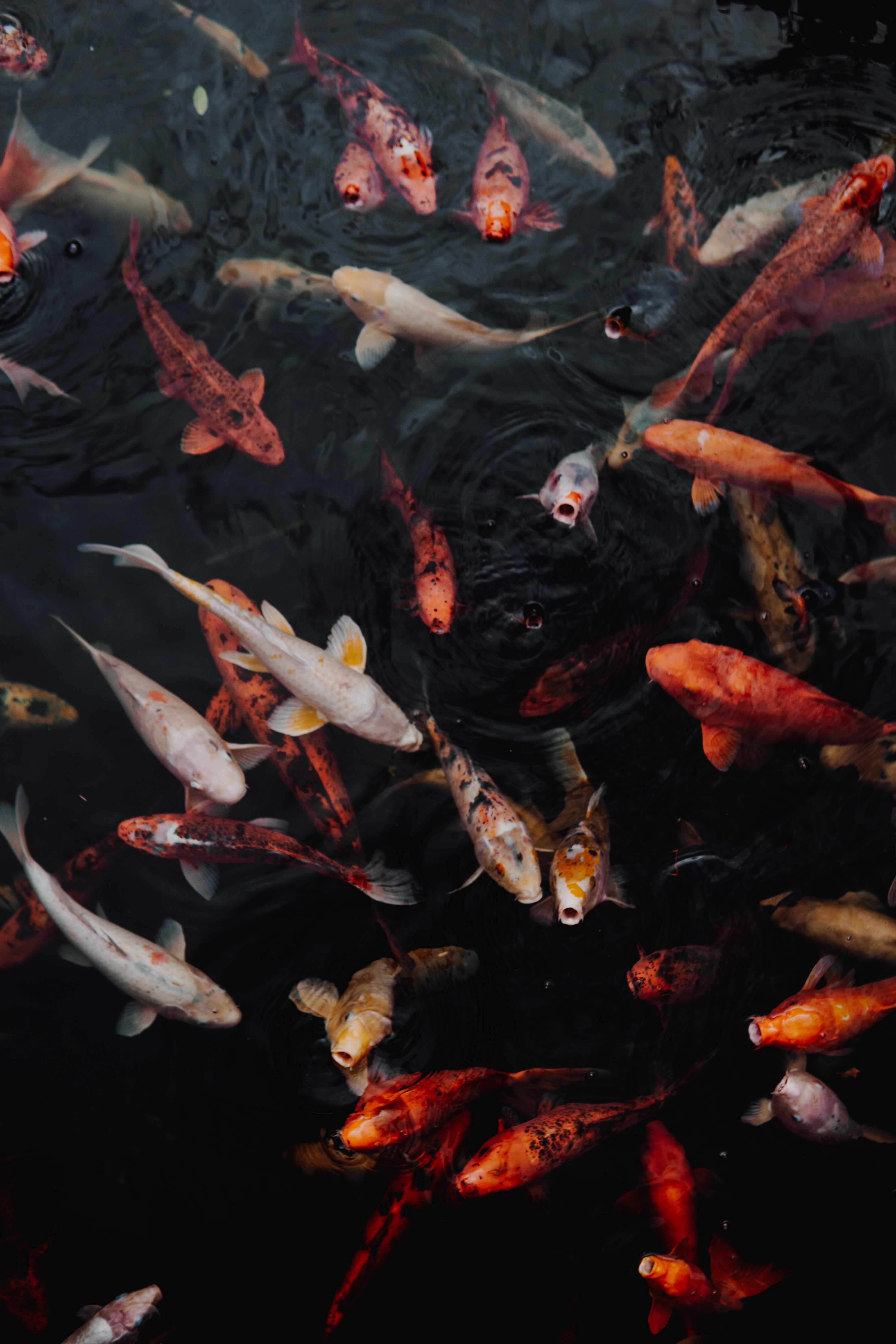 Koi fish