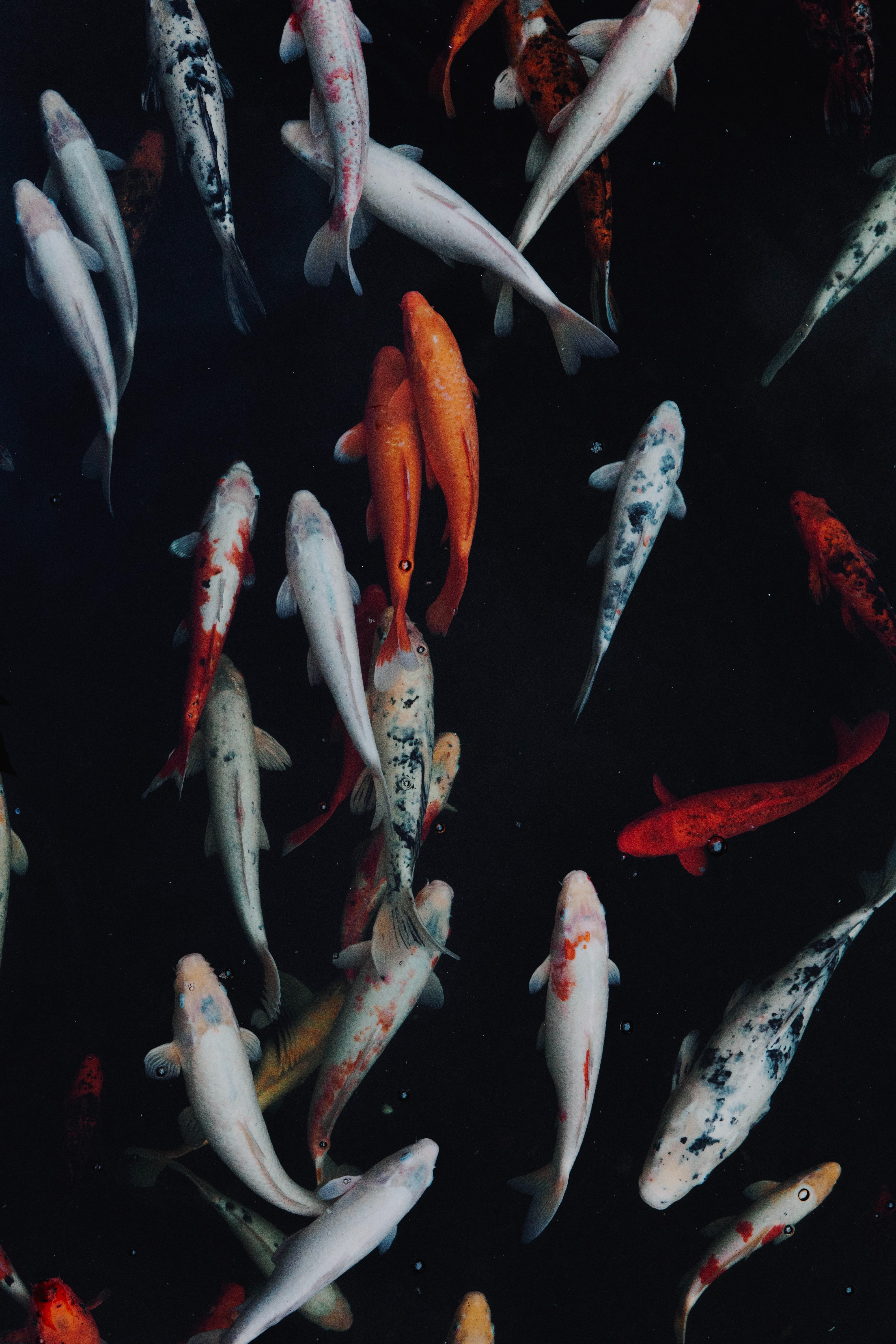 Koi fish